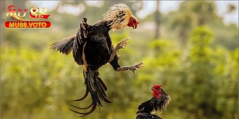 Hướng Dẫn Chi Tiết Cách Chơi Đá Gà Cựa Dao Mu88 2025 3 Hướng dẫn cách chơi đá gà cựa dao MU88