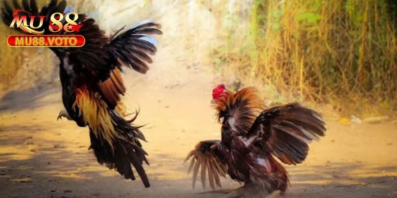 Tổng quan về Đá gà cựa dao MU88 