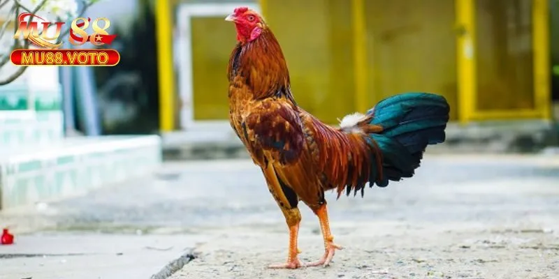 Tại Sao Nên Chơi Đá Gà Cựa Sắt Trên MU88