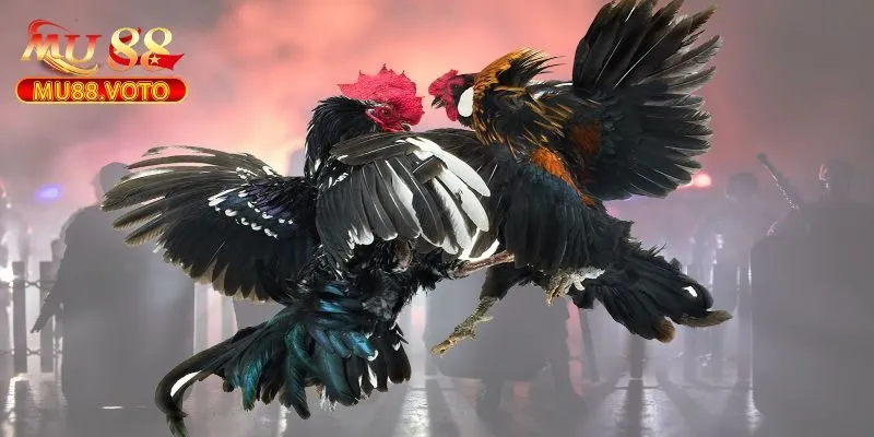 Mẹo Chơi Đá Gà Cựa Sắt Dễ Thắng Cho Người Mới