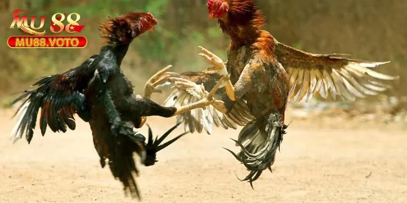 Giới Thiệu Về Đá Gà MU88