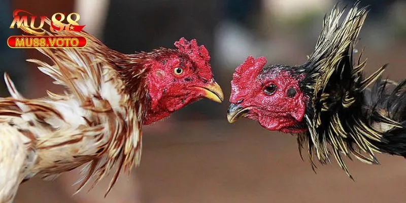 Hướng Dẫn Đăng Ký Và Nạp Tiền Tại MU88