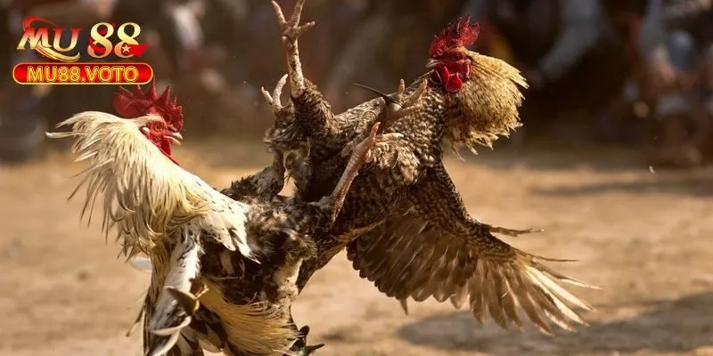 Cách Tham Gia Trận Đấu Đá Gà ODIN