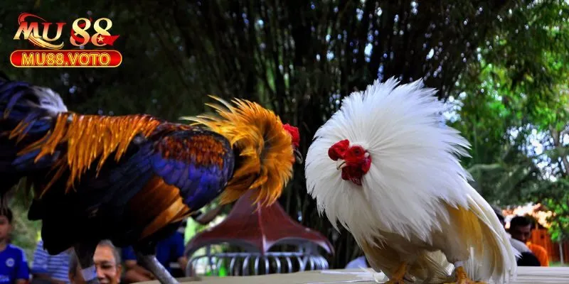 Giới Thiệu Về Sảnh WS168 Và Nền Tảng MU88