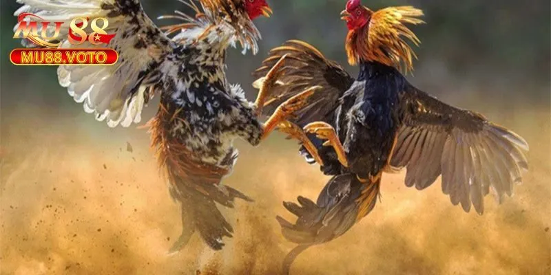 Kinh Nghiệm Chơi Đá Gà WS168 Hiệu Quả